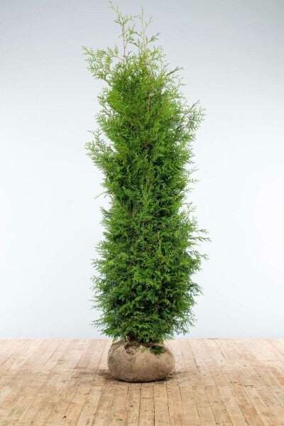 Thuja occidentalis 'Brabant' (White Cedar)